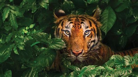 Deep Dive: Betashares ASIA Technology Tigers ETF .